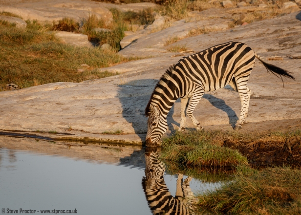7D2_17735 - Zebra Drinking at Sunrise