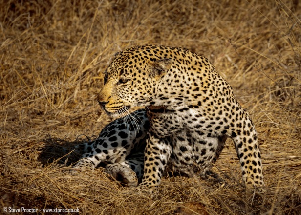 Leopard Warming in the Early Sun (2)